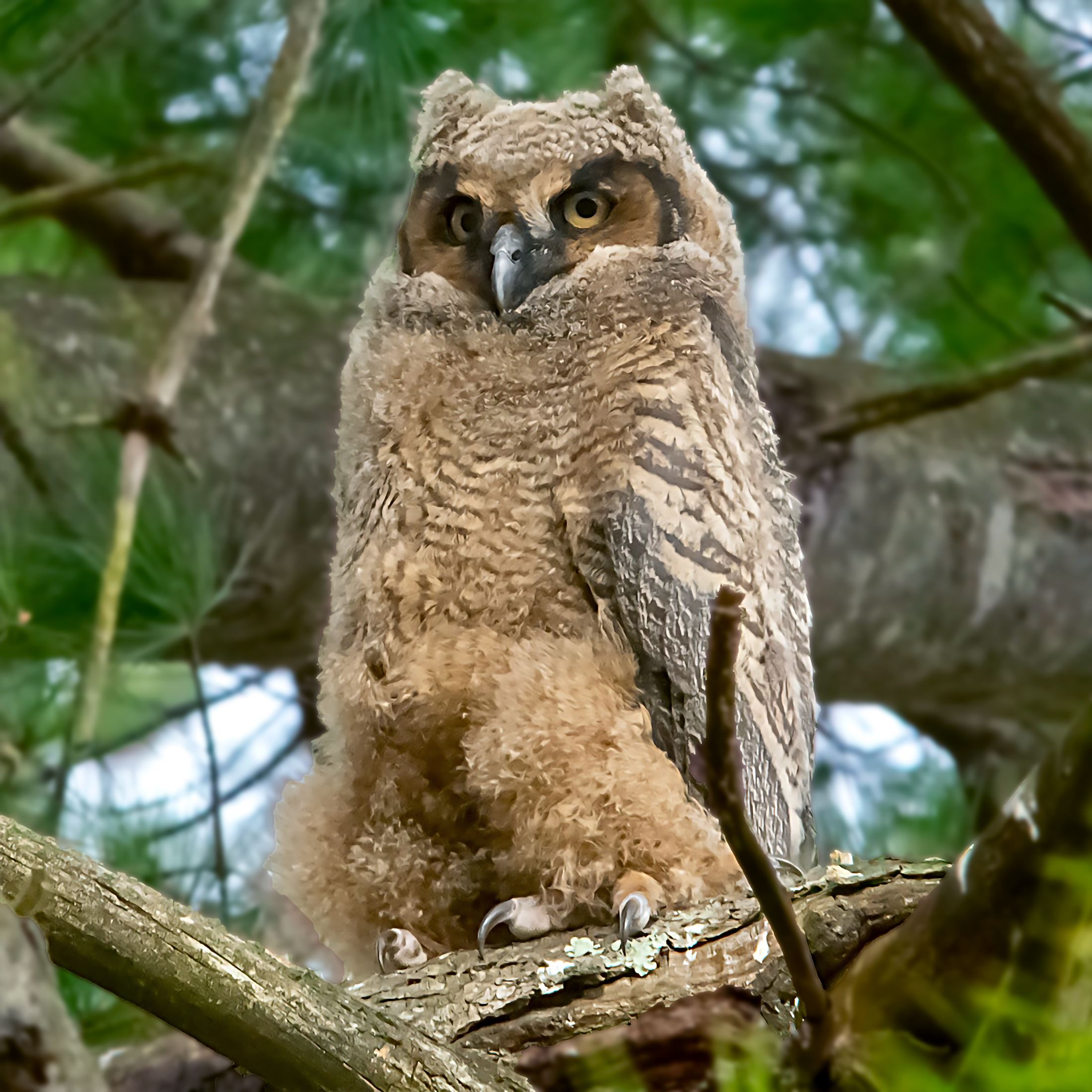 Grey Horned Owl Farm Street